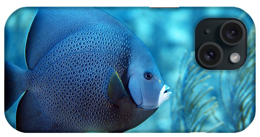 Gray Angelfish iPhone Case featuring the photograph Gray Angelfish, U. S. Virgin Islands by Pauline Walsh Jacobson