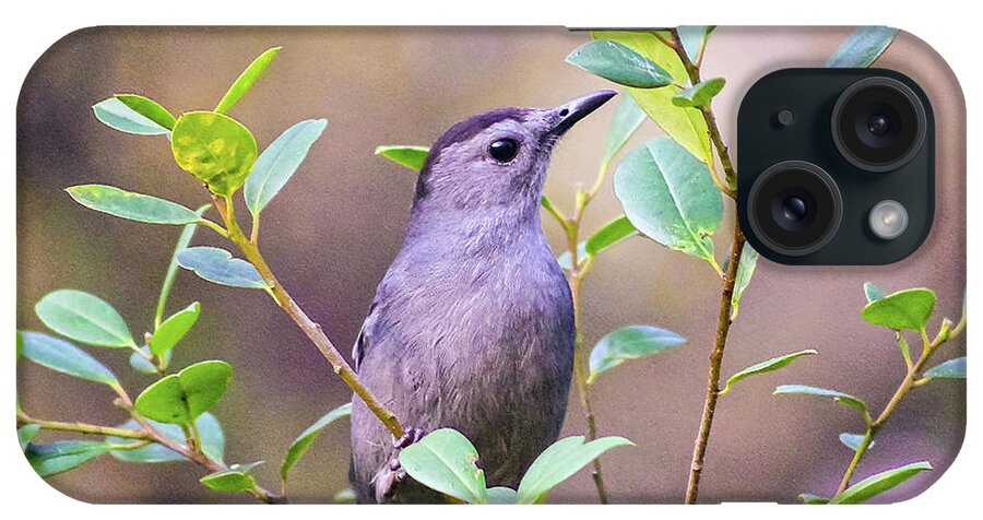 Nature iPhone Case featuring the photograph Gray Catbird Posing by DB Hayes
