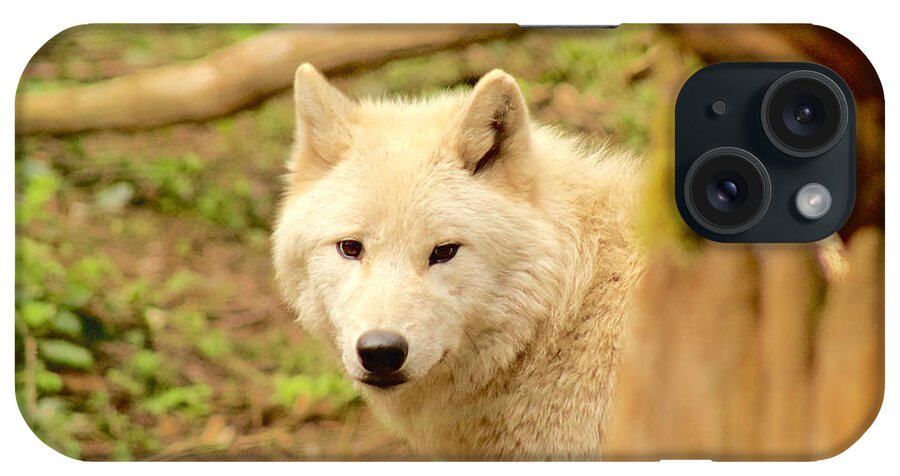 Photography iPhone Case featuring the photograph Gray Wolf by Sean Griffin