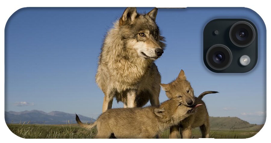 Gray Wolf iPhone Case featuring the photograph Gray Wolves Playing by Jean-Louis Klein & Marie-Luce Hubert
