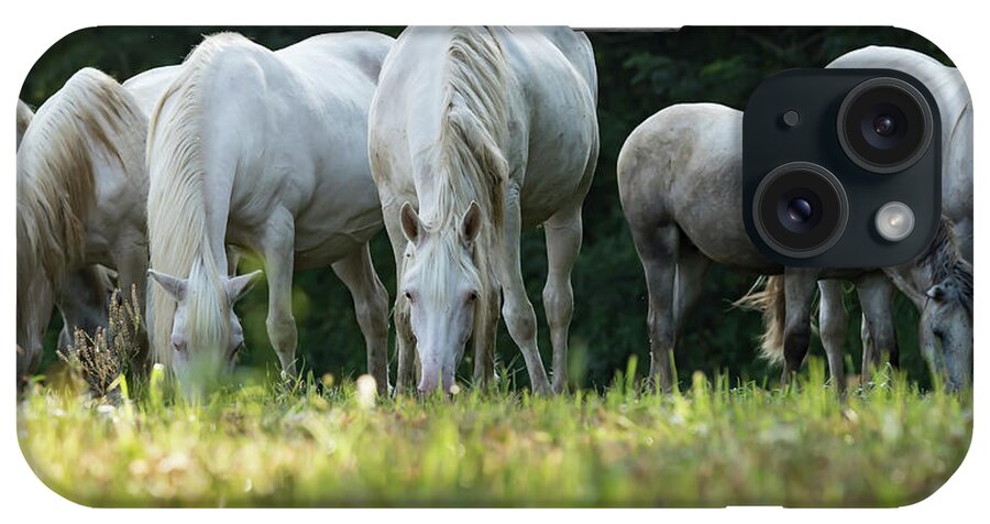 Wild Horses iPhone Case featuring the photograph Graze by Holly Ross