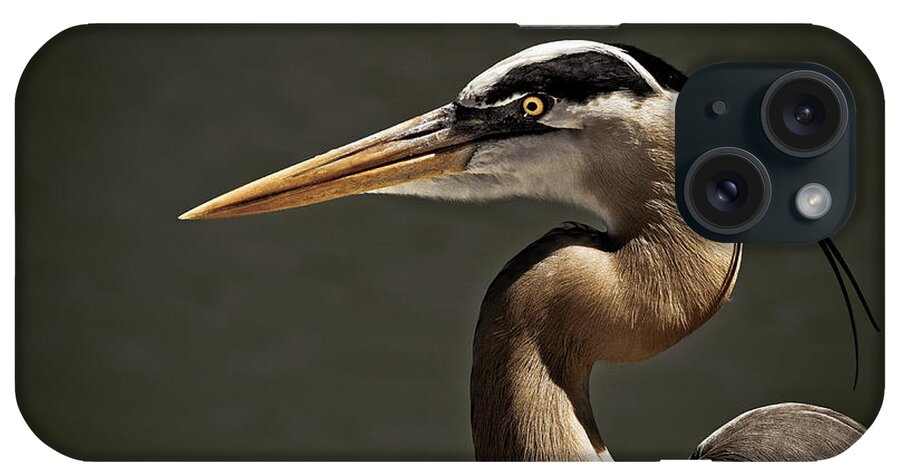 America iPhone Case featuring the photograph Great Blue Heron Close Up Portrait by Stefano Senise