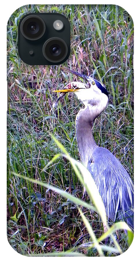 Nature iPhone Case featuring the photograph Great Blue Heron Eating a Fish by Christopher Mercer
