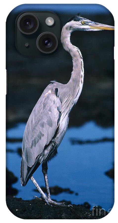 Animal Art iPhone Case featuring the photograph Great Blue Heron by Ed Robinson - Printscapes
