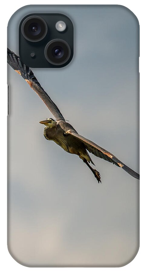 Wildlife iPhone Case featuring the photograph Great blue Heron Gliding In by Paul Freidlund