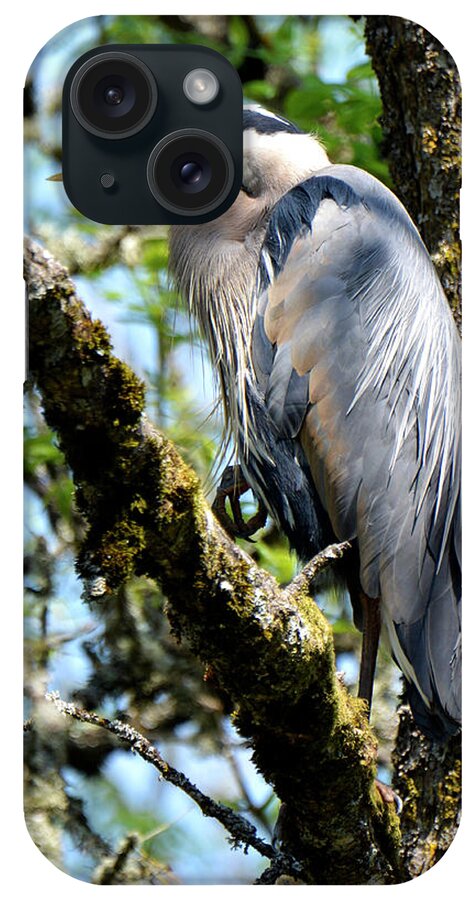 Denise Bruchman iPhone Case featuring the photograph Great Blue Heron in a Tree by Denise Bruchman
