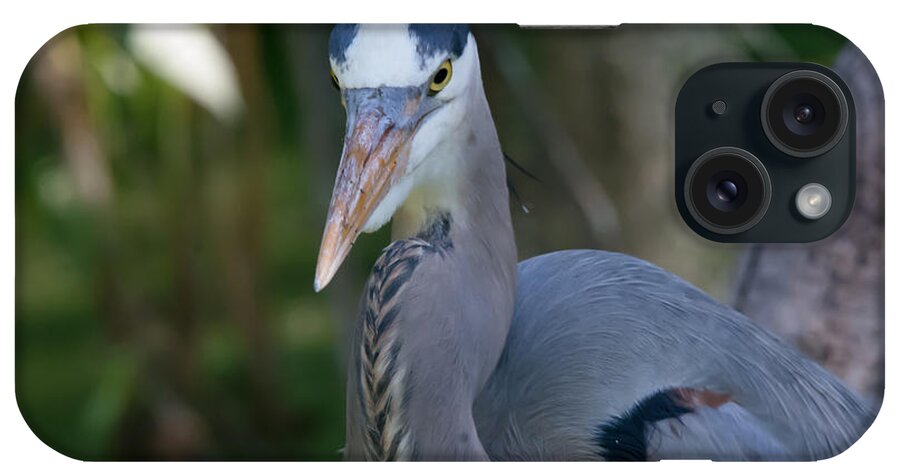 Great Blue Heron iPhone Case featuring the photograph Great Blue Heron No.3 by John Greco