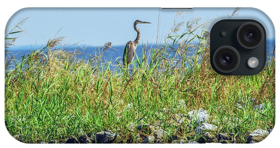 Ardea Herodias iPhone Case featuring the photograph Great Blue Heron on jetty by Patrick Wolf