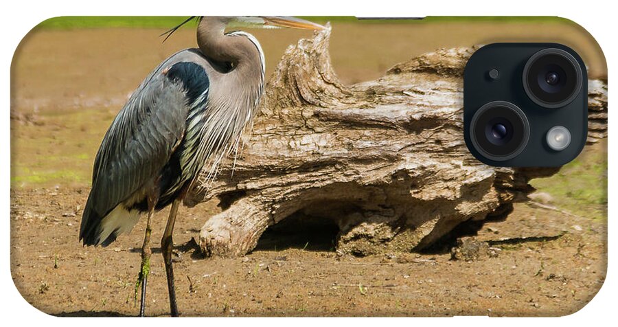 Great Blue Heron iPhone Case featuring the photograph Great Blue Heron Posing by Ed Peterson