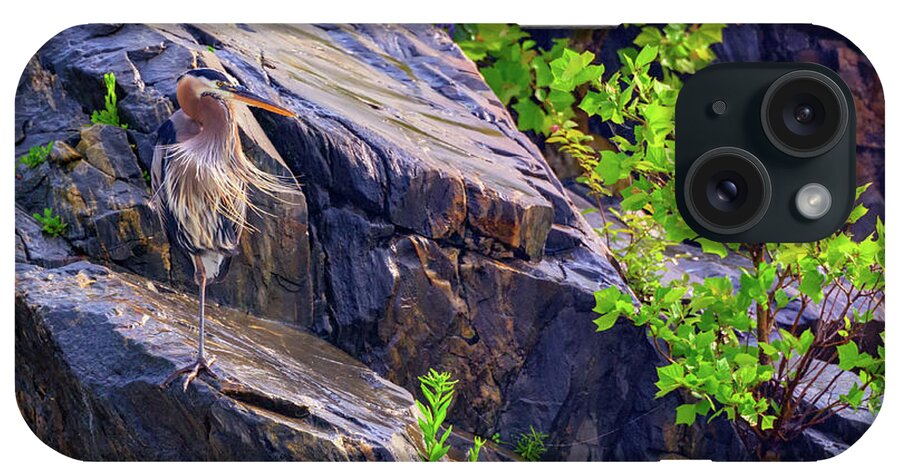 Great Blue Heron iPhone Case featuring the photograph Great Blue Heron by Rick Berk