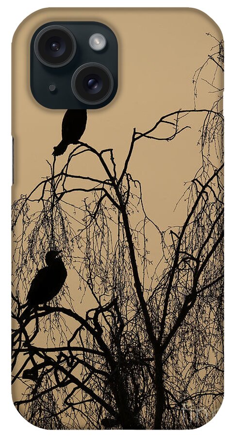 Great Cormorant iPhone Case featuring the photograph Great Cormorant by Mike Lane/FLPA