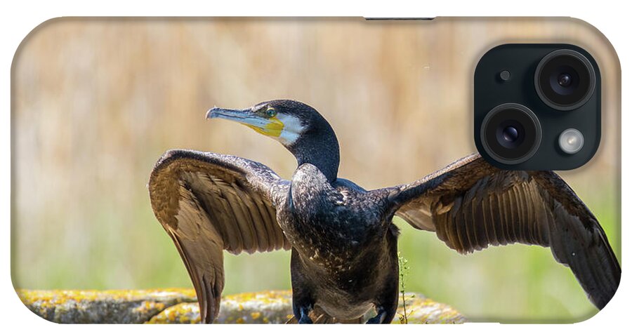 Animal iPhone Case featuring the photograph Great cormorant - Phalacrocorax carbo by Jivko Nakev