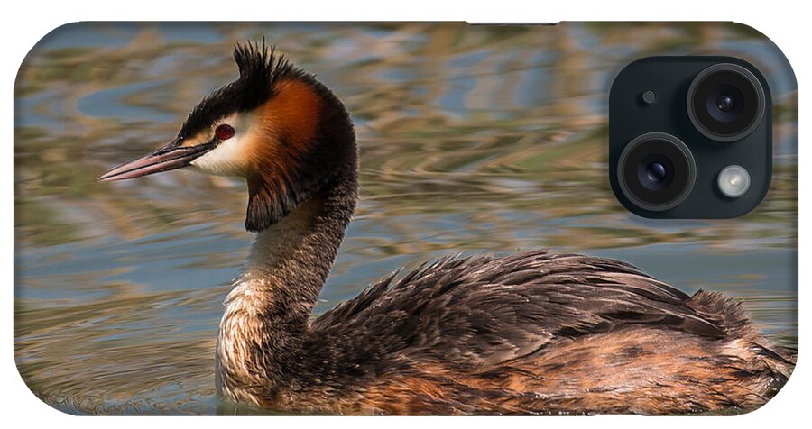 Grebe iPhone Case featuring the photograph Great Crested Grebe by Claudio Maioli