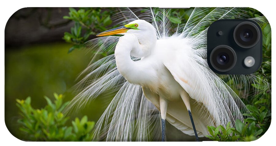 Bird iPhone Case featuring the photograph Great Egret Nesting St. Augustine Florida Coastal Bird Nature by Dave Allen
