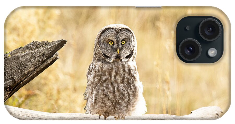 Bird iPhone Case featuring the photograph Great Grey Owl by Dennis Hammer