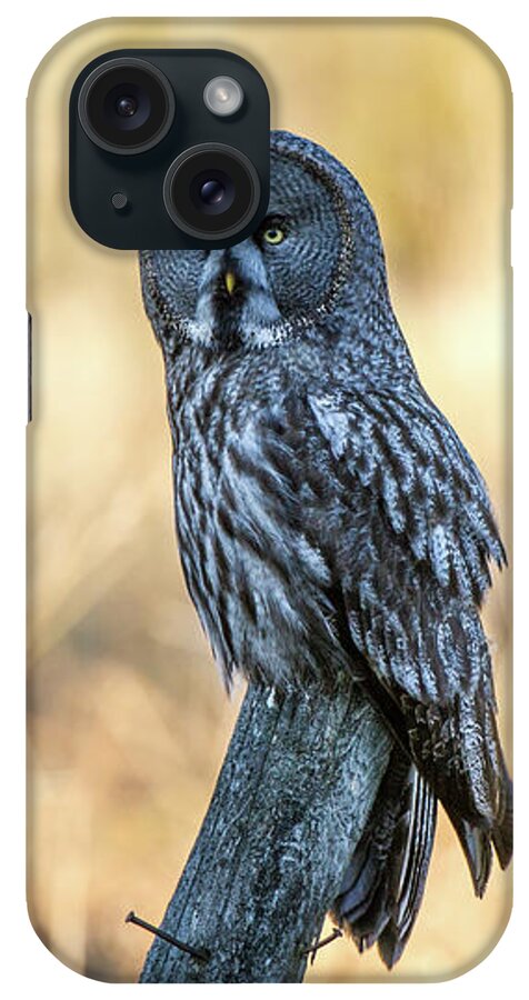 Great Grey Perching iPhone Case featuring the photograph Great Grey Perching by Torbjorn Swenelius