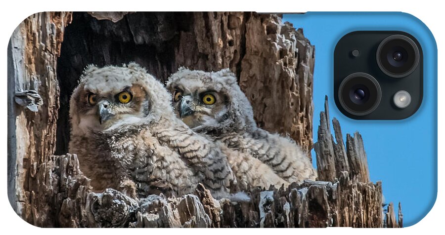 Bubo Virginianus iPhone Case featuring the photograph Great Horned Owlets by Dawn Key