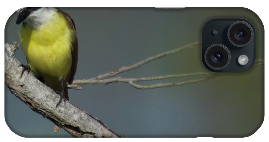 Fly Catcher iPhone Case featuring the photograph Great Kiskadee by Frank Madia