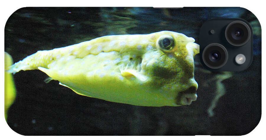 Longhorn-cowfish iPhone Case featuring the photograph Great Longhorn Cowfish Swimming Along Underwater by DejaVu Designs