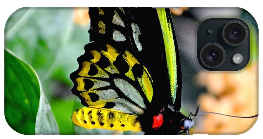 Nature iPhone Case featuring the photograph Great Mormon Butterfly by Amy McDaniel