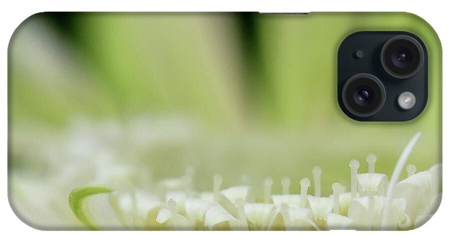 Green White Gerbera iPhone Case featuring the photograph Green and White Gerbera by Debra Sabeck