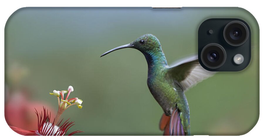 00176926 iPhone Case featuring the photograph Green Breasted Mango Hummingbird Male by Tim Fitzharris