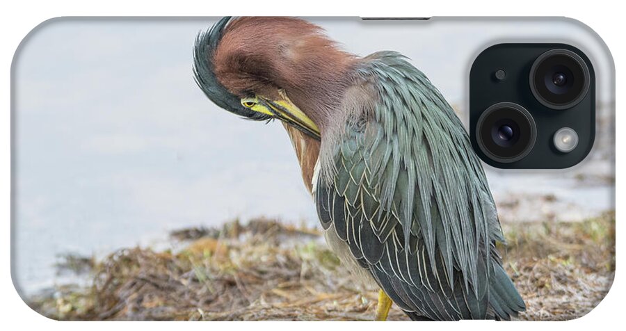 Green iPhone Case featuring the photograph Green Heron 1337 by Tam Ryan