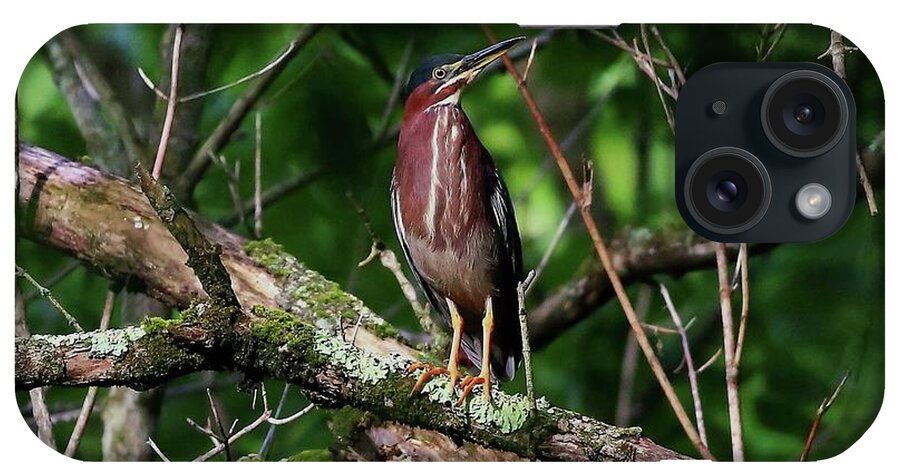 Birds iPhone Case featuring the photograph Green Heron by Kevin Craft