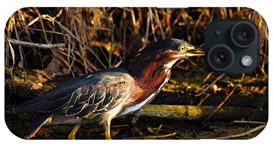 Nature iPhone Case featuring the photograph Green Heron by Larry Ricker