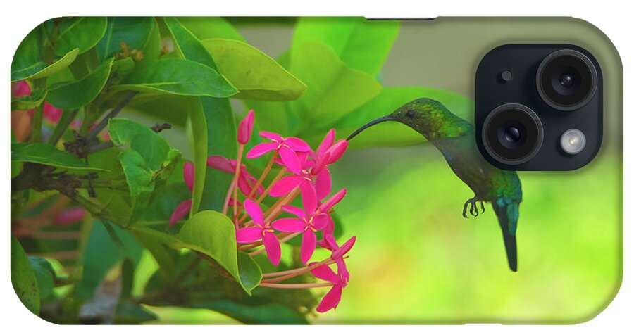 20170824 iPhone Case featuring the photograph Green Hummingbird on Red Flowers USVI by Jeff at JSJ Photography