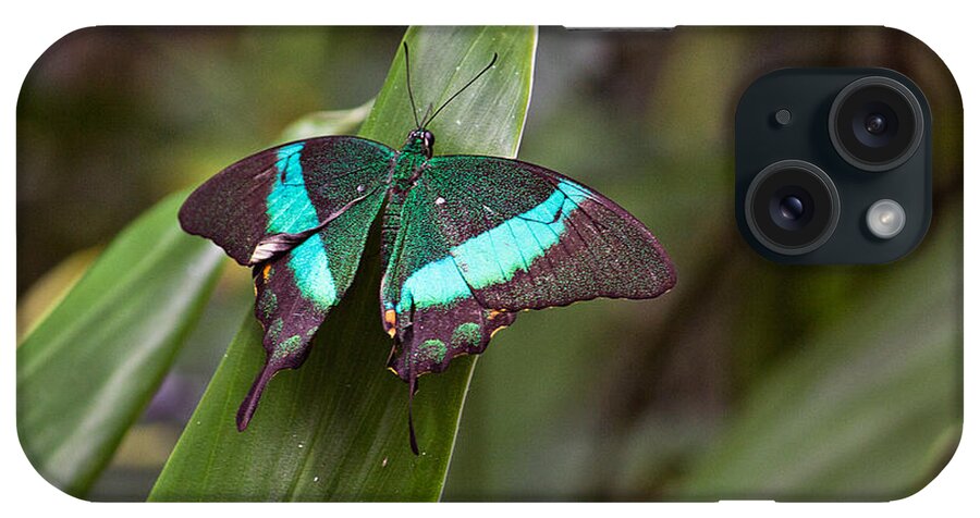Insect iPhone Case featuring the photograph Green Moss Peacock Butterfly by Peter J Sucy