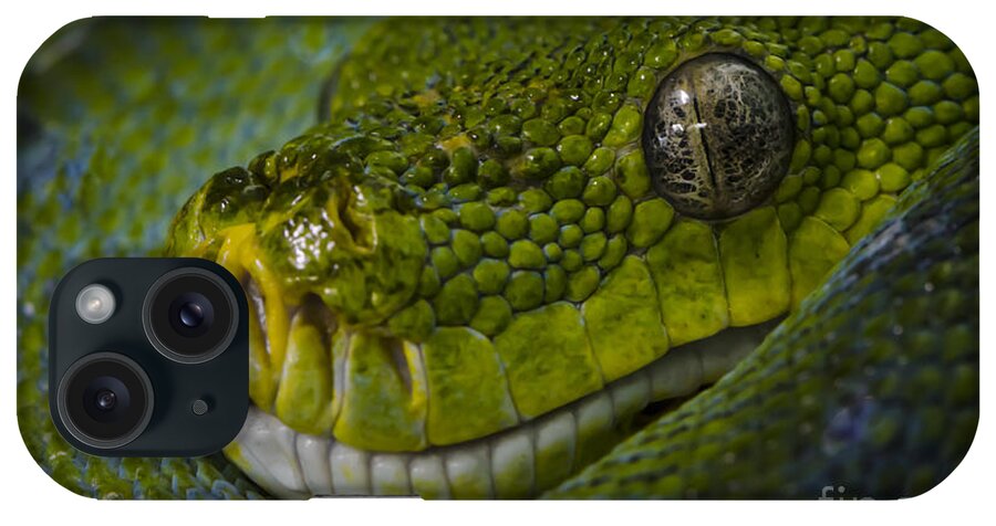 Green Snake iPhone Case featuring the photograph Green Snake by Andrea Silies