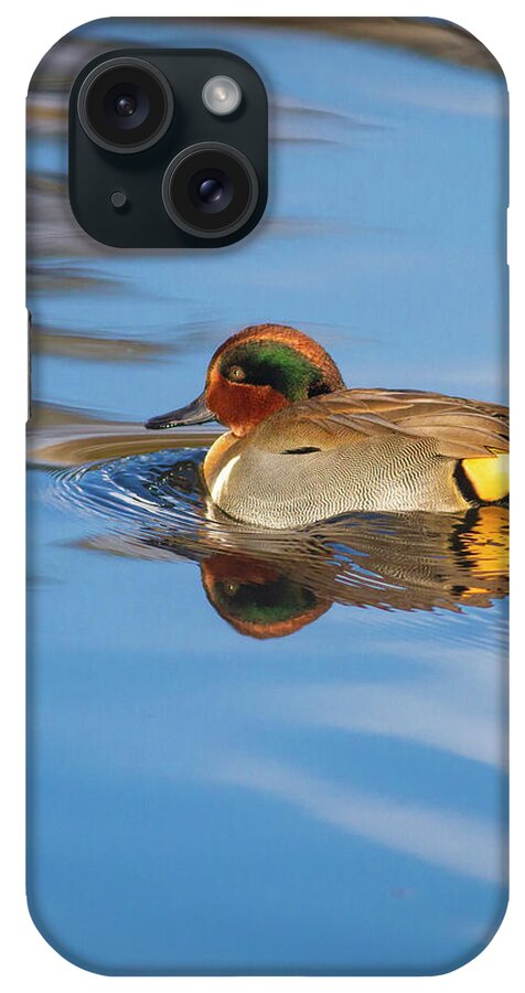 Mark Miller Photos iPhone Case featuring the photograph Green-winged Teal in pretty water by Mark Miller