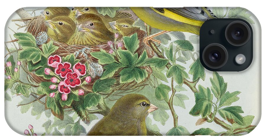 Finch iPhone Case featuring the painting Greenfinch by John Gould