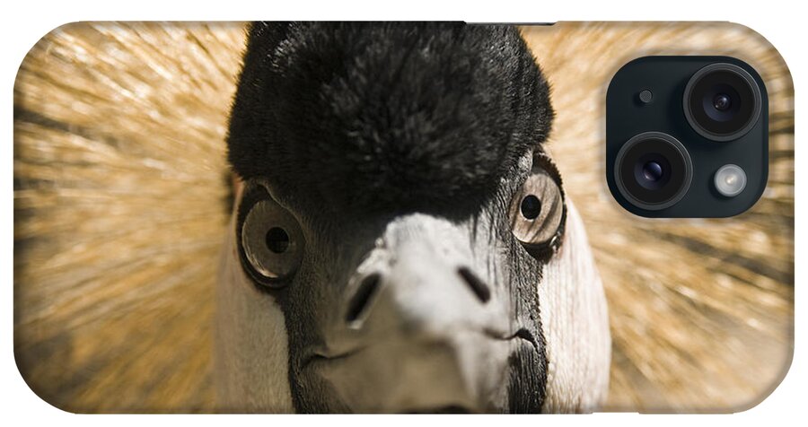 Chad Davis iPhone Case featuring the photograph Grey Crowned Crane by Chad Davis