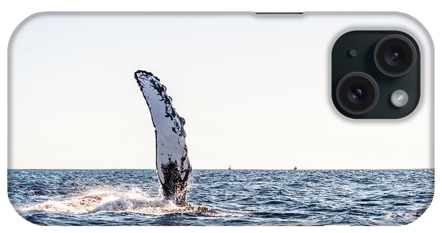 Grey Whale iPhone Case featuring the photograph Grey Whale Fin Gulf of Mexico by Charles McCleanon