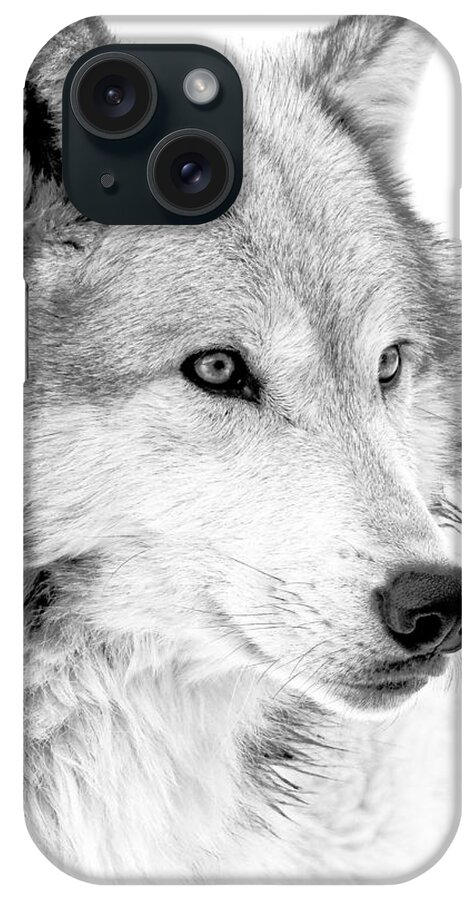 Wolves iPhone Case featuring the photograph Grey Wolf Profile by Athena Mckinzie