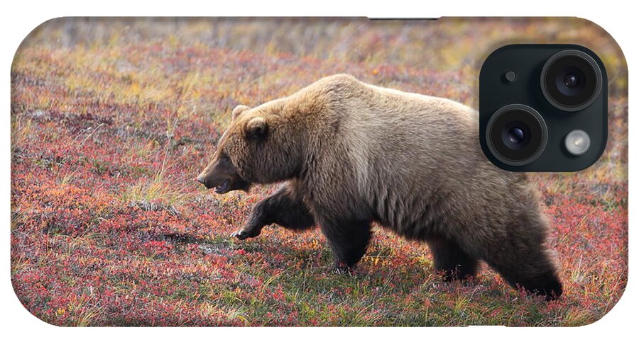 Grizzly iPhone Case featuring the photograph Grizzly At Denali National Park by Steve Wolfe
