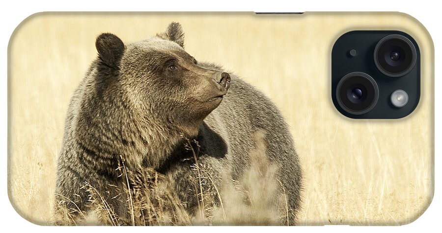 Grizzly iPhone Case featuring the photograph Grizzly Bear by Gary Beeler