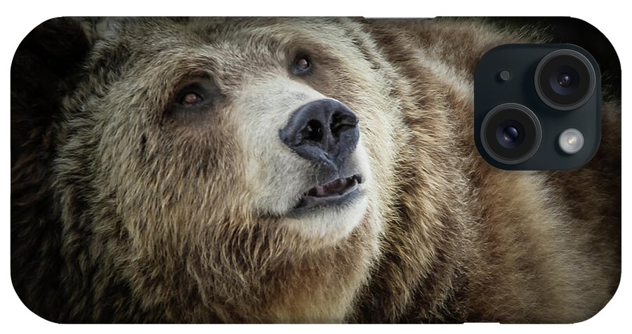 Grizzly Bear iPhone Case featuring the photograph Grizzly Close Up by Athena Mckinzie