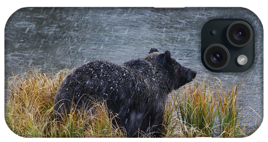 Grizzly iPhone Case featuring the photograph Grizzly in Falling Snow by Mark Miller