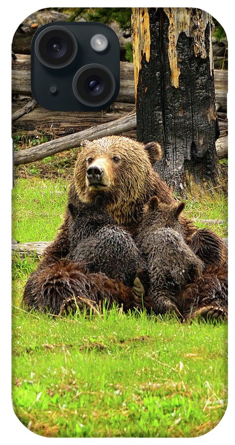 Grizzly iPhone Case featuring the photograph Grizzy Sow Nursing Cubs by Greg Norrell