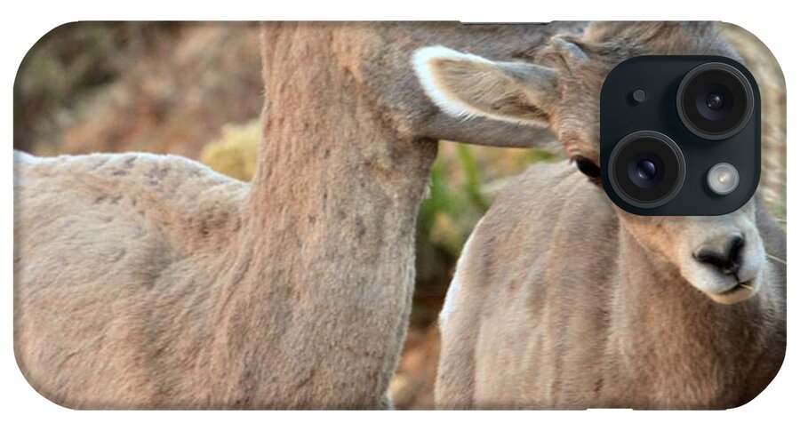 Big Horn Sheep iPhone Case featuring the photograph Grooming The Youngster by Adam Jewell