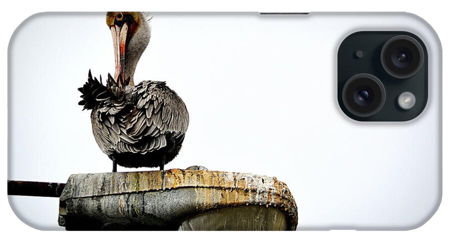 Birds iPhone Case featuring the photograph Grooming Time by AJ Schibig