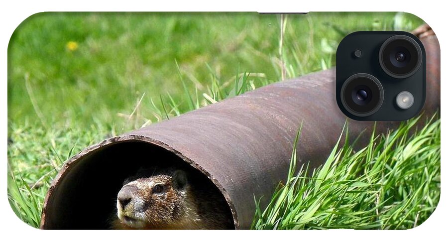 Groundhog iPhone Case featuring the photograph Groundhog In A Pipe by Will Borden