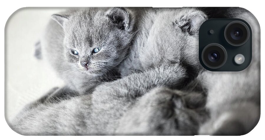 Cat iPhone Case featuring the photograph Group of laying cats. British shorthair. by Michal Bednarek