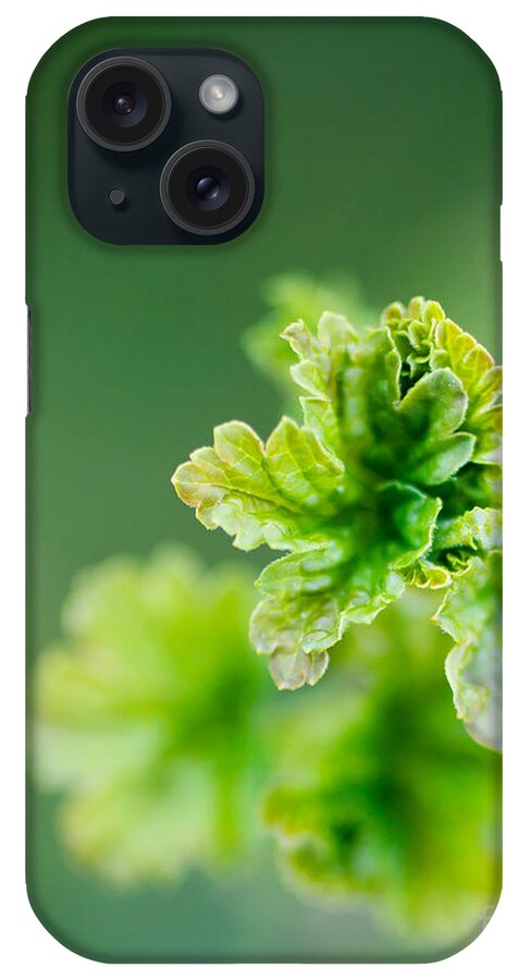 Green iPhone Case featuring the photograph Growing red currant by Kati Finell
