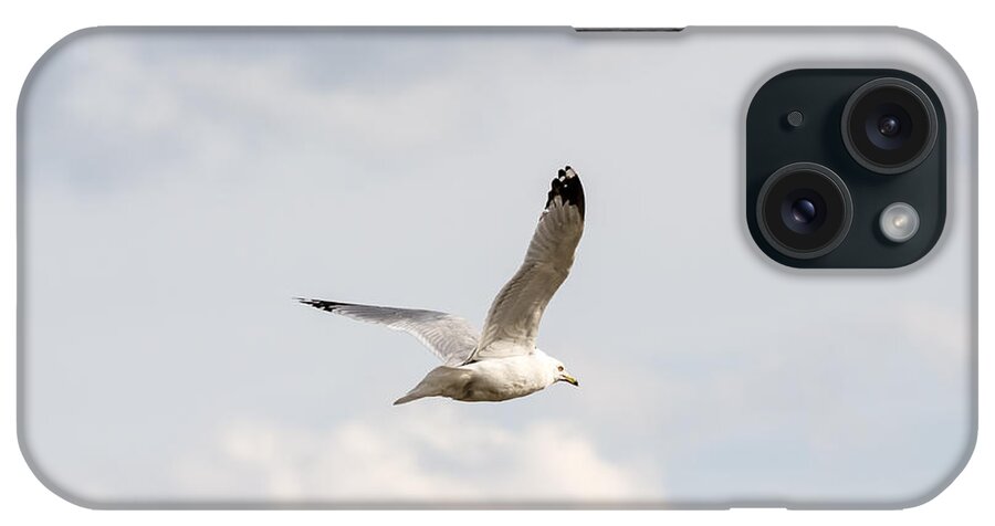 Gull iPhone Case featuring the photograph Gull in Flight by Holden The Moment
