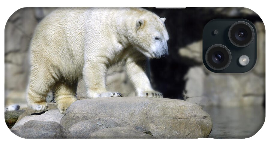 Memphis Zoo iPhone Case featuring the photograph Habitat - Memphis Zoo by DArcy Evans