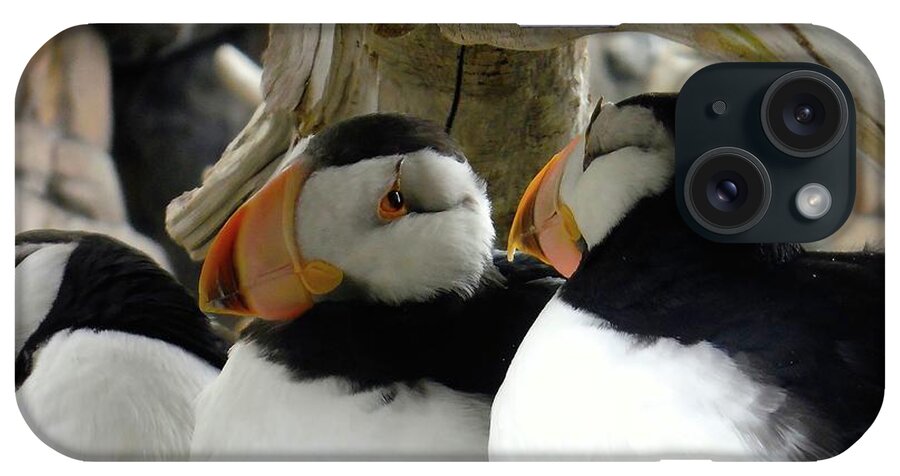  iPhone Case featuring the photograph Haines Alaska puffins 2015 by Leizel Grant